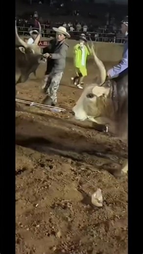 Traditional Cow Fight – 100% Real Footage!" #cow #strongbull #bull #animals #bullrace #shortvideo