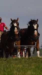 Spend Spring Training with us at Warm Springs Ranch for the Mane Event!​ 📍 Boonville, MO | Budweiser Clydesdales