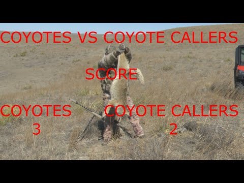 Coyotes VS Coyote Callers