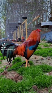 9.7K views · 496 reactions | Little Asil/hatch RandRgamefarm | R and R gamefowl of Alabama | Facebook