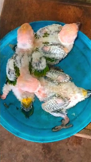 Sun Conure Zazu talking saying hello parrot #youtubeshorts #ytshorts