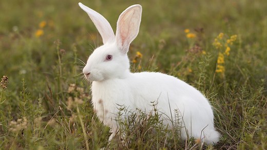 Do You Have An Albino Bunny? Here's Your Guide To Albino Rabbits Eyesight & Health - Cuteness