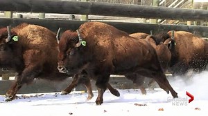 Wild bison make historic return to Banff National Park