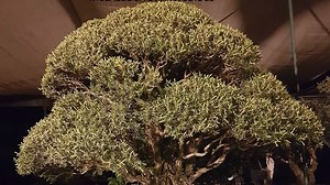 3.6K views · 91 reactions | Tony Bebb shows some of the most popular...