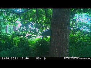 Goodnature A18 Squirrel Trap