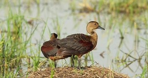 Lesser Whistling Duck or Dendrocygna javanica, also known as Indian whistling duck or lesser whistling teal, is a species of whistling duck that breeds in the Indian subcontinent and Southeast Asia.
