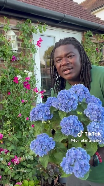 Exploring Blue Beauty Hydrangeas for Your Garden