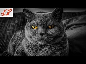 🐈 Is Your Cat Old? TOP 10 Signs That Your Cat Is Very Old!
