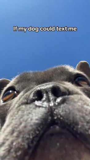 Actual texts bwtween me and Apollo💬 #doggo #doggosbeingdoggos | Apollothebluefrenchie