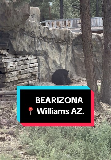 Ubicado al norte de Phoenix se encuentra este lugar que es una experiencia única para niños y adultos. El recorrido es en tu propio coche y cuesta $30 dólares por persona Los niños de 3 o menores de 3 años no pagan ticket Además del recorrido hay un parque en el que puedes disfrutar de la naturaleza, comprar artesanías o incluso beber una cerveza fría y comer en uno de sus restaurantes. Sin duda un lugar que debes visitar #bearizona #bearizonawildlifepark #arizonabearizona #fyp #foryourpage #bea