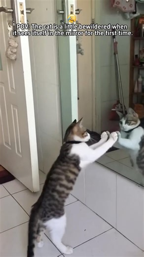 Cat vs. Mirror: Who Will Win? 😹