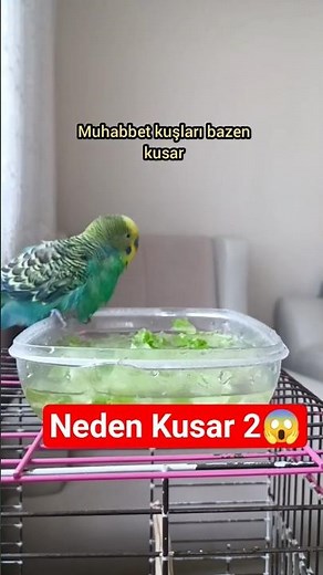 Why Budgies Vomit Part 2 #budgie #birdsong #budgies #birds #parakeet #parrot