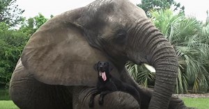 Rescued Elephant and Abandoned Black Lab Become Inseparable BFFs