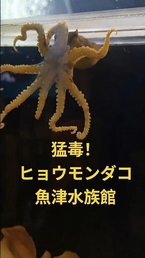 2026年4月3日 魚津水族館「ヒョウモンダコ」猛毒 富山湾 魚津市Blue-lined octopus #aquarium #水族館 #観光 #aquarium #富山県#魚津市#水族館