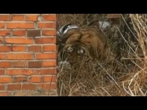 Siberian tiger attacks Chinese villager, damages car