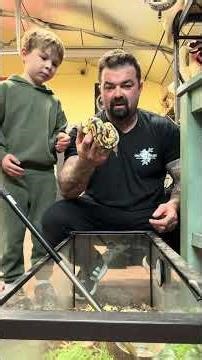 Rescued 4 Pythons tonight !!!! #lifeisbutadream #reels