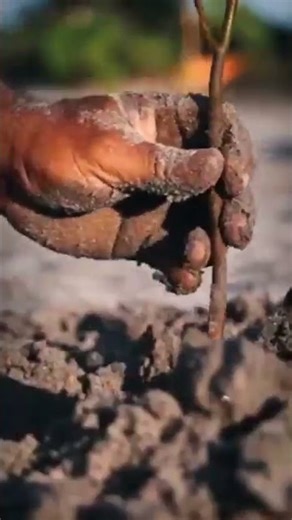 🤯 Akele Insaan Ne Banaya Poora Jungle? | The Forest Man of India 🇮🇳