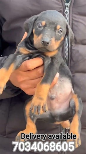 Doberman malayalam|doberman puppies for sale|doberman kerala|puppies malayalam|7034068605|trivandrum