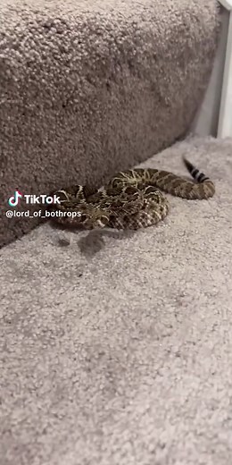 Western Diamondback Rattlesnake Facts and Habits