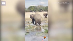 Croc horror! Disturbing moment elephant pummels crocodile to death