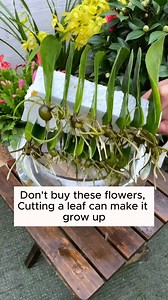 Three simple ways to propagate plants at home #gardeninggoals #gardeningistherapy #gardeningtips #gardeninglife #gardening_love #gardeninguk #gardening101 #gardeningtools #gardeningislife #gardeningtherapy #gardeningknowhow #gardeningseason #gardeningismytherapy #gardeningmakesmehappy #gardeningaustraliamag #gardeningday #gardeningideas #gardeningphoto | Garden For Life