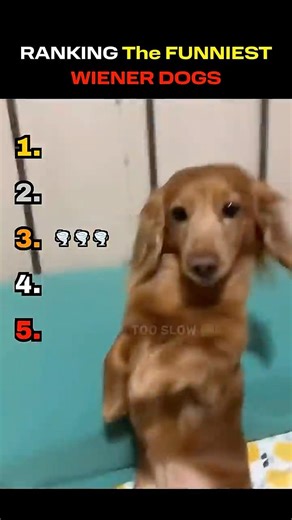 RANKING The FUNNIEST WIENER DOGS! 🌭😂 #shorts