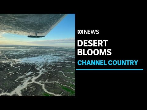 Channel Country blooms as floodwaters transform outback desert, stunning tourists | ABC News