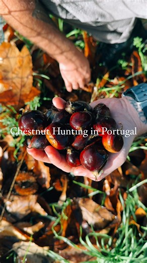 Early morning Chestnut hunting in Portugal 🌰🍂🇵🇹 🌰 Castanhas In Portugal, chestnuts are called castanhas. They’re a big part of autumn here and have been eaten for centuries. Simple, nourishing, and once an important food for many families, especially in rural areas. 🍂 Outono (Autumn) When the weather cools down, you smell castanhas assadas everywhere… on street corners, in markets, and at gatherings with friends. 🔥 Magusto There’s even a tradition called Magusto, where people come togethe