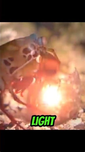 The animal with the strongest punch in animal kingdom🦐👊