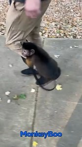 12K views · 977 reactions | Capuchin MonkeyBoo has some outdoor Fall Fun with Pet Human Family! MonkeyBoo takes his brother Ty Moss for a walk and catches a nice ride on Ty's leg! MonkeyBoo is so cute and LOVES to walk around MonkeyBoo Land! | MonkeyBoo | Facebook