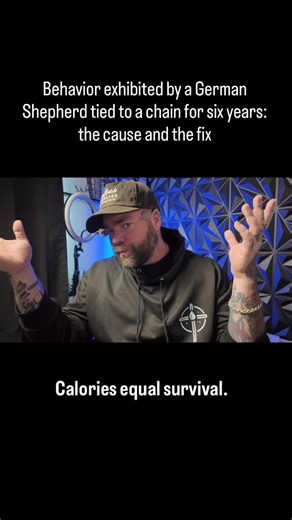 Jonas Black on Instagram: "The reinforcement is not the food. The reinforcement is the prediction shift. When four feet on the floor becomes the behavior that makes food appear, dopamine moves upstream. Calm becomes the gateway. Stillness becomes the predictor. Over repetitions, the old survival behavior fades (ideally) because it is no longer necessary. I am teaching his nervous system that good things arrive through calm, not strain.Behavior is history made visible. Training done right respect