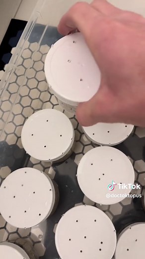 AN OCTOPOSSE #octopus #marinebiology #shrimpdaddy #saltwateraquarium #fyp #cephalopod #petoctopus #saltwatertank #saltwatertank #mom #crabcake #clambake #octomom #biology #carpetcleaners