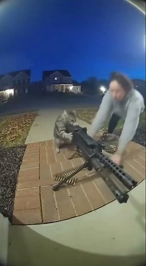 The little kitten plays with a heavy machine gun. #cat