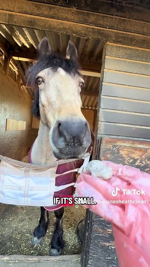 Understanding Sheath Cleaning for Horses