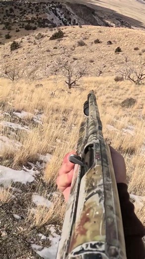 Chukar hunting! #chukar #hunting #hunt #gundog #gsp #benelli #shootingsports #birdhunting #birddog