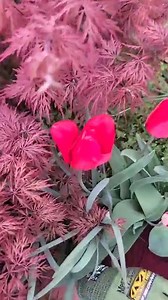 ¡Siembra tulipanes en tu jardín! Se llega la época de sembrar tulipanes y aquí te explico cómo hacerlo. #Tulipanes #Tulipan #Flores #Plantas #Jardineria #Jardin | Hugo Correa DIY