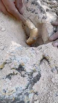 Treasure inclosed in big rocks chasse au trésor لحضة إستخراج الكنز #metaldetecting #كنوز #adventure