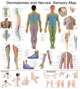 Dermatomes and Nerves Poster – Sensory Map of Human Body | Anatomy Chart PDF Download - Etsy UK