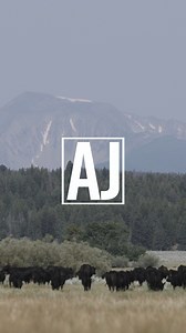 What's your operation's bottom line? As we start to close out 2024, producers have several key considerations that can have a big operation on their business. Open your December issue of the #AngusJournal to learn more. Not a subscriber? Don't miss out on the latest news: https://www.angusonline.org/Journal/JrnSubscr.aspx | Angus Journal