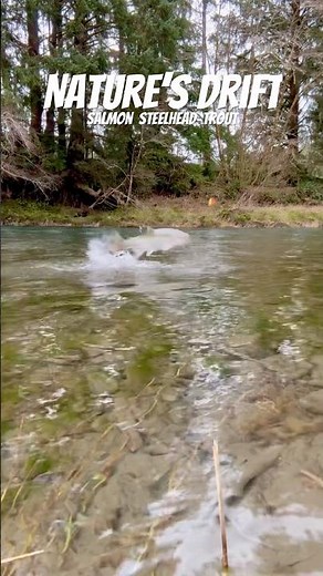 How High? Reel Hi 👋 Steelhead #fishing #washington #troutfishing #simmsfishing #bassfishing