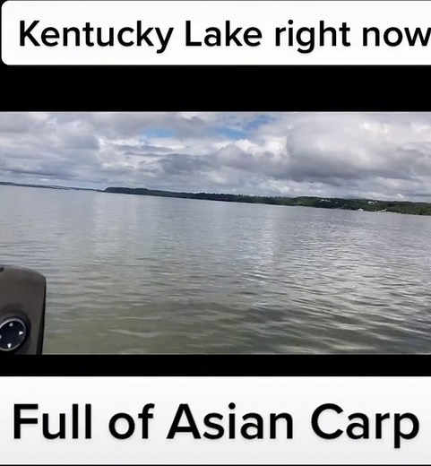 Asian Carp Jumping in Kentucky Lake - Carp Fishing in America