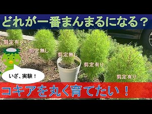 【検証】コキアを大きく丸く育てる方法（前編）【ガーデニング初心者】