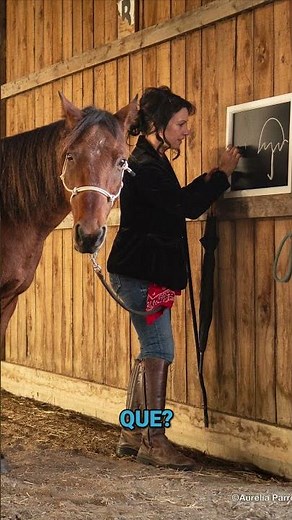 Psychologie Équine : Communication et Désensibilisation Réussie