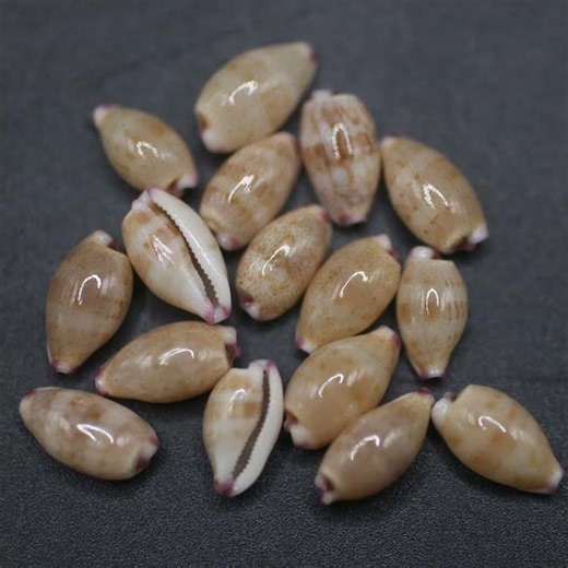 Cypraea Purpuradusta Microdon: Khám Phá Vẻ Đẹp Bí Ẩn Của Vo Ốc Biển Ngàn Năm | Sưu Tầm Vỏ Sò Độc Đáo