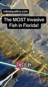I used to think that hoplos/walking catfish were the most invasive species until yesterday when I set traps with NO BAIT and ended up catching POUNDS of 3-5” jewels cichlids in one location. The first trap I set had a ton and I thought that was a lot and then I set a second fish trap and let it sit longer in a really strategic spot and I filled a 5 gallon halfway and must’ve caught a thousand fish at least! #fish #fishing #fishtok #aquarium #cichlid #cichlids #florida #everglades #jewelcichlid #