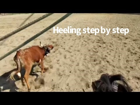 Breaking down a team roping run