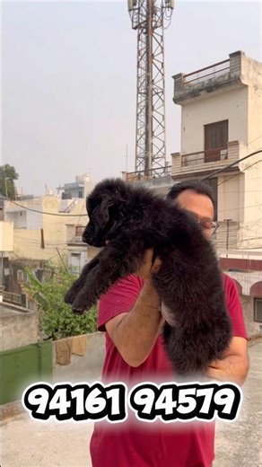 INPORT BLOOD Z BLACK MALE |#longhairgsd #pets #gsds #germanshepheard