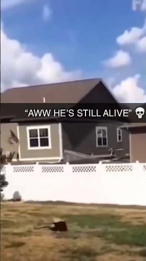 awww he's still alive