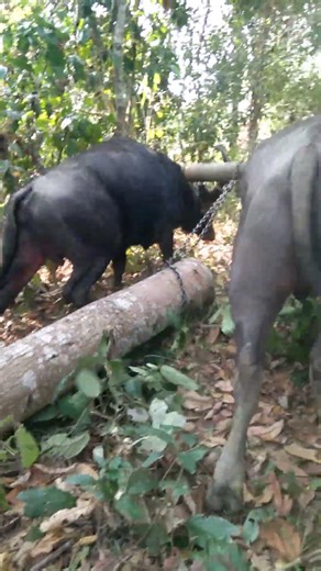 Strong buffalo pulling logs.
