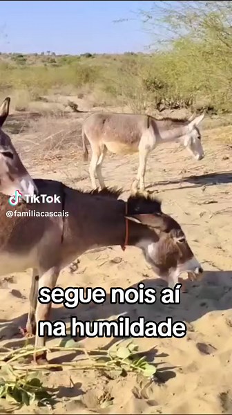 Acasalamento de Jumentos: Como Funciona